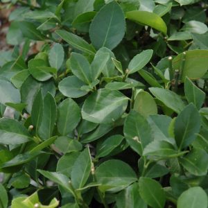 Euonymus Manhattan #1