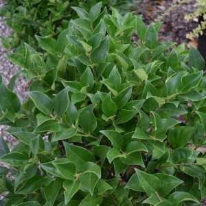 Privet Noble #1