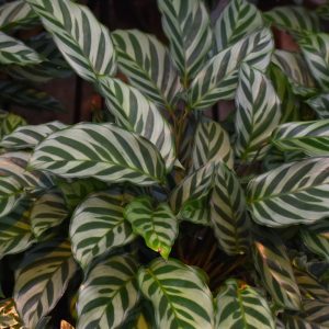 Calathea Makoyana (Small)