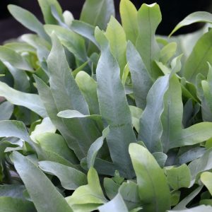 Fern Blue Star (Small)