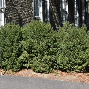Boxwood Green Mountain