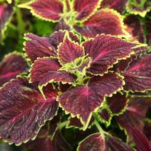 Coleus Ocean Drive 4.5"