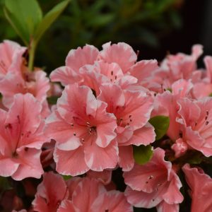 Azalea Encore Sunburst #3