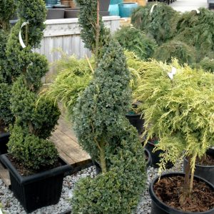 Boxwood Green Mountain Spiral #6