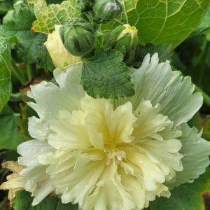 Hollyhock Lemon 4.5"