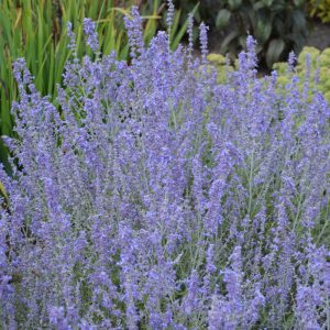 Russian Sage Blue Jean Baby #1