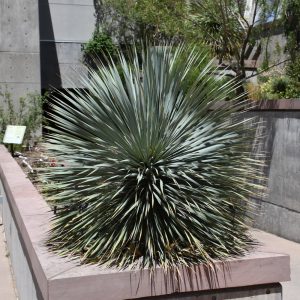 Yucca Sapphire Skies #1