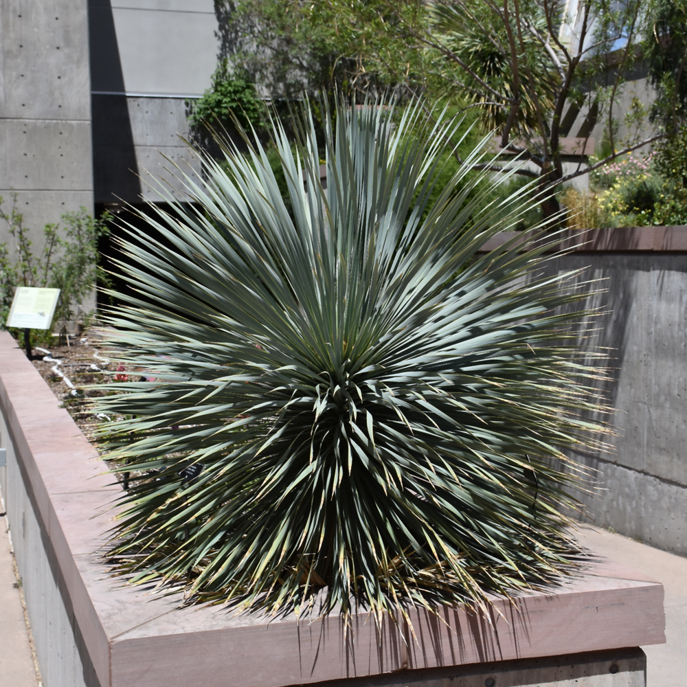 Yucca Sapphire Skies #1