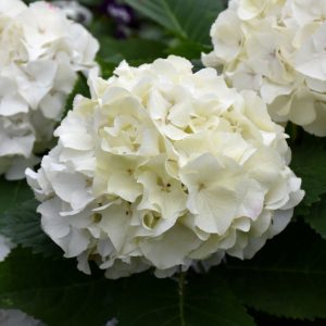 Hydrangea Endless Summer Dream Cloud #3