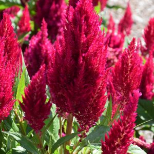 Celosia Century Pink Qt