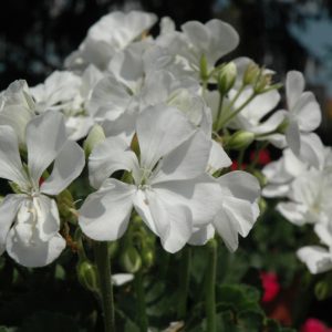 Geranium Fantasia White 6"