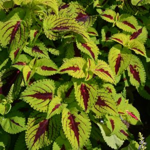 Coleus Kong Jr. Lime Vein 4.5"