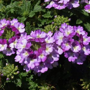 Verbena Vanessa Compact Bicolor Purple 4.5"