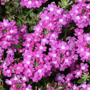 Verbena Vanessa Compact Violet 4.5"