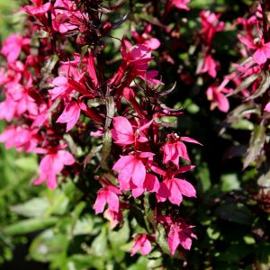 Lobelia Starship Rose QT