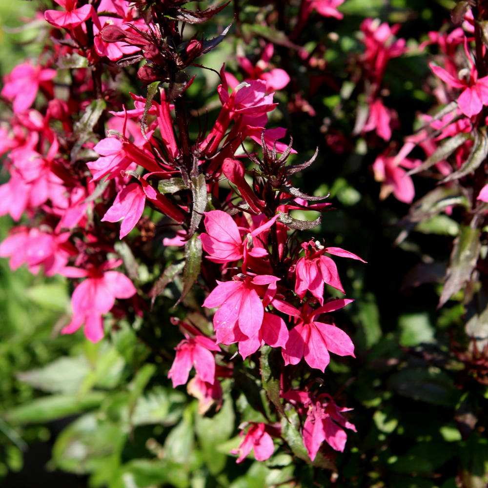 Lobelia Starship Rose QT