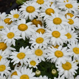 Shasta Daisy Madonna #1