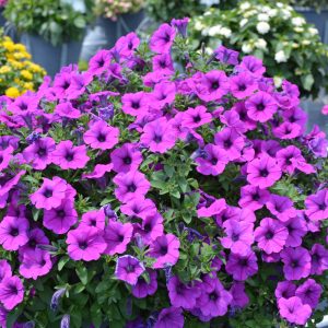 Petunia Durabloom Electric Lilac 4.5"