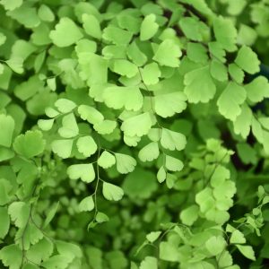 Fern Maidenhair Fritz (Medium)