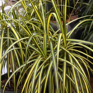 Dracaena Kiwi (Small)