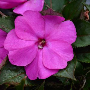 Sunpatiens Compact Purple 4.5"