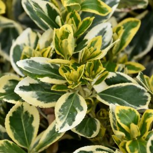Euonymus Chollipo #1