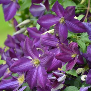 Clematis Happy Jack #3