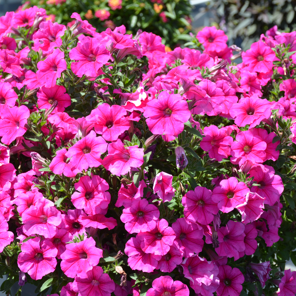 Petunia Durabloom Hot Pink 4.5"