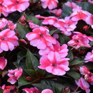 ECO Sunpatiens Red Candy 6CT