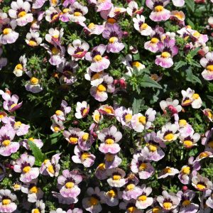 Nemesia Nesia BananaBerry 4.5"