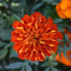 Marigold Durango Red 18 Count Tray
