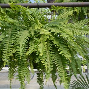 Boston Fern Hanging Basket (10")