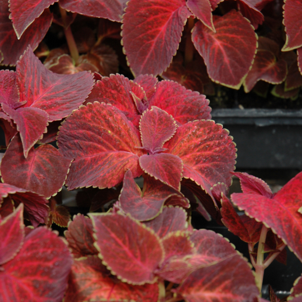 Coleus Wizard Velvet Red 3.25"