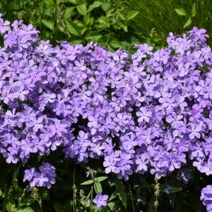 Phlox Blue Moon 4.5"