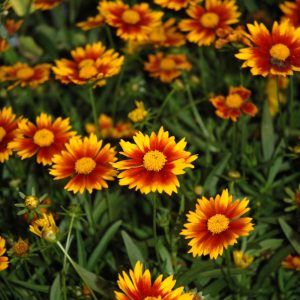 Coreopsis Daybreak #1