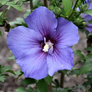 Althea Paraplu Violet #3