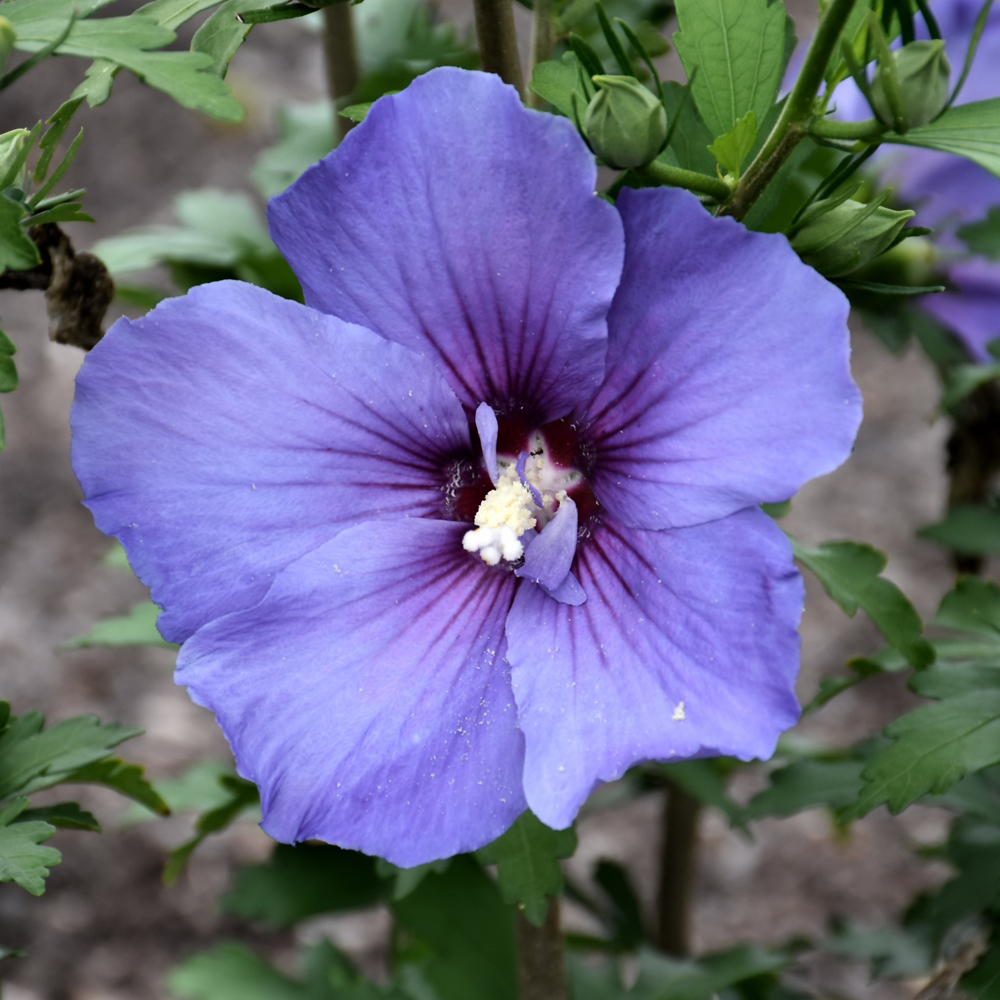 Althea Paraplu Violet #3