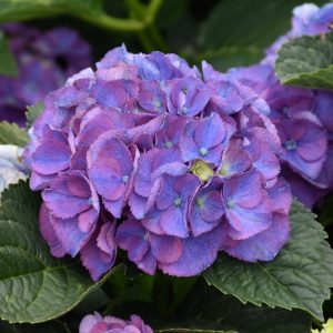 Hydrangea Newport #5