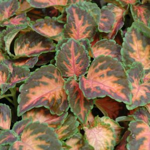 Coleus Coral Sun Candy 4.5"