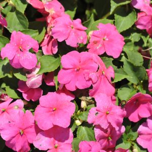 Impatien Beacon Rose #1