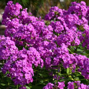 Phlox Flame Purple #1