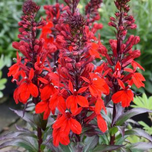 Lobelia Starship SCARLET QT