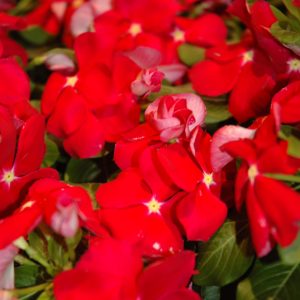 Vinca Cora Red Glow 18 Count Tray