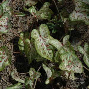 Caladium Gingerland 4.5"