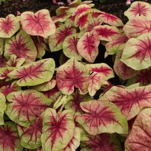 Caladium Lemon Blush #1
