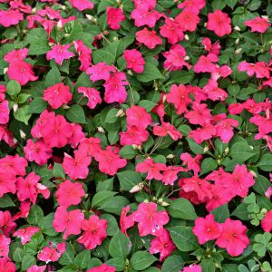 Impatiens Beacon Lipstick 3.25"