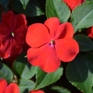 Impatiens Beacon Bright Red 3.25"