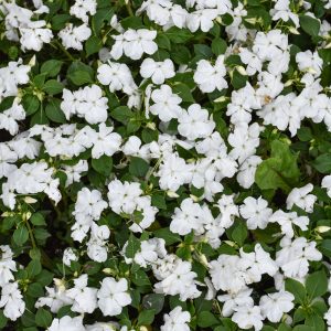 Impatiens Beacon White 3.25"