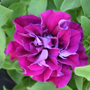 Petunia Double Cascade Burgundy Qt