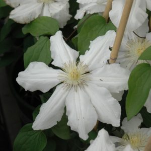 Clematis Toki #1